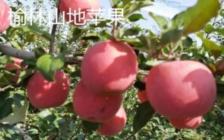 陜西省榆林市的特色水果，包括清澗紅棗和陜北山杏等種類