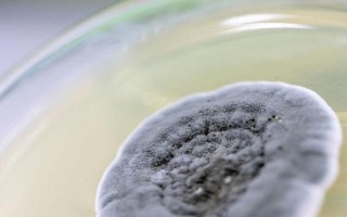 食用菌青霉菌的發(fā)生癥狀，會分泌毒素造成食用菌菌絲死亡