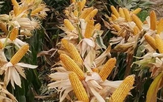裕單171（區(qū)試名稱：裕豐171）玉米品種的特性，播種前整地