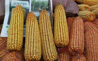 晉單73玉米種子的特征特性，從出苗到成熟需要127天