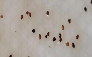 草莓種子如何種植，開花與漿果生長初期要分別灌水1次