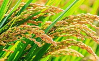 碩兩優(yōu)215水稻種子特點，全生育期128.6天