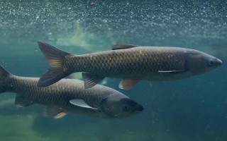 草魚是不是淡水魚，屬于典型的淡水魚類