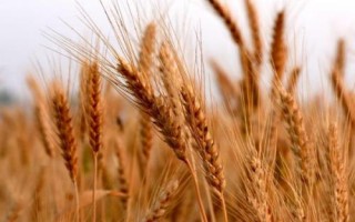 中麥30小麥品種的特性，適宜播期10月5－15日