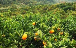 柑橘的晚熟品種，常見(jiàn)的有不知火、春見(jiàn)、大雅柑、明日見(jiàn)等
