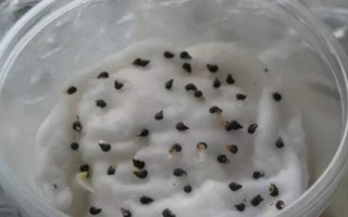 蔬菜種子播種前怎么處理，曬種是必須的第一步