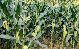 玉米的種植密度，每畝地可種植4000株左右
