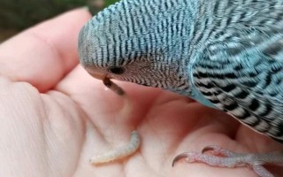 鸚鵡要驅(qū)蟲嗎，需要分情況處理