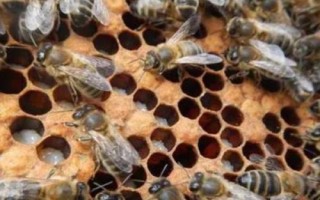 蜜蜂爬蜂病的種類和治療方法，包括蜜蜂螺原體病、蜜蜂孢子蟲病等類型