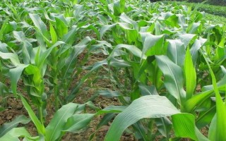 圣甜1號玉米種子特征特性，苗期防治地下害蟲