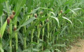 金博士908玉米種子簡介，畝種植密度6500株