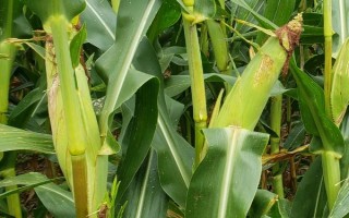 良玉918號玉米種子介紹，4月下旬至5月上旬播種
