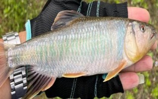 馬口魚的生活環(huán)境，常棲息在山澗溪流中