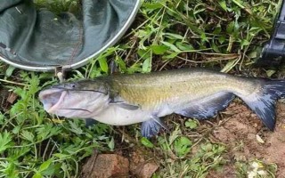 釣鮰魚適合用雞肝還是豬肝，二者效果差不多