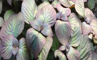 紫蘇怎么養(yǎng)殖，生長階段每個(gè)月追施一次肥料