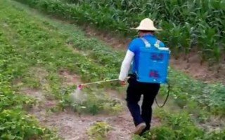 大豆霜霉病，主要危害大豆的幼苗、葉片、種子
