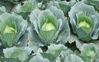 越冬包菜的播種和成熟時(shí)間，通常在12月份的時(shí)候播種
