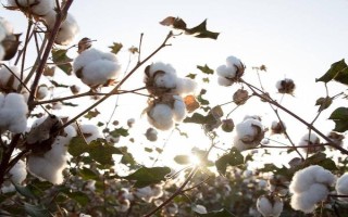 湘雜棉16號(hào)棉花品種簡介，4月上旬搶晴天播種
