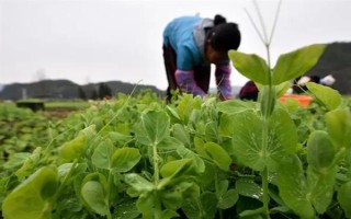 怎么種豌豆苗，9月份到次年的2月份都可種植