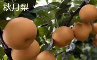 糖度最高的梨品種，不同的品種風(fēng)味也大有不同