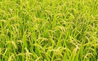 明優(yōu)528水稻品種簡介，插植密度23厘米×23厘米