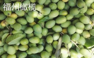 福建省福州市的水果特產有哪些，包括青山龍眼、一都枇杷、福州橄欖等種類
