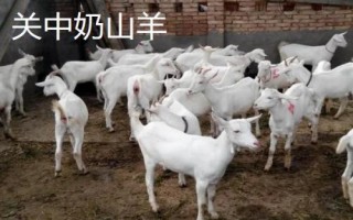 陜西羊肉的價格，不同品種價格不同