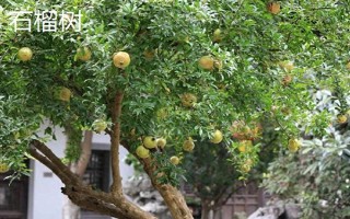 陽光不足的地方適合種什么果樹，適合種枇杷樹、石榴樹等