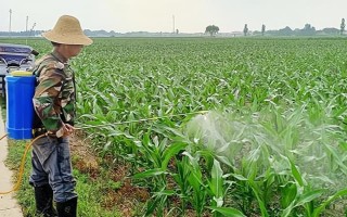 怎么防治玉米的蟲害，輪作倒茬、清潔田園可減少初侵染源