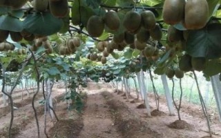 獼猴桃著色不佳的解決方法，需加強(qiáng)秋剪、適時(shí)采果等