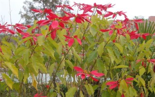一品紅能不能放室內(nèi)，不建議在室內(nèi)養(yǎng)殖