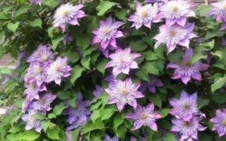 鐵線蓮的種植方法，冬天需做好保溫工作