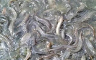 怎么快速培育泥鰍苗種，投放前要蓄水施肥、放苗后要提供充足的食物