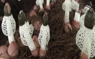 目前我國人工栽培的食用菌有幾種，大概種植100種、有50多種可形成商品