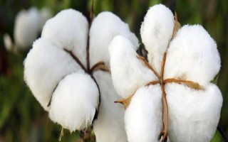 冀石83棉花品種的特性，本品種為轉(zhuǎn)基因抗蟲棉