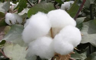 蘭德139棉花品種的特性，及時(shí)防治棉田害蟲(chóng)