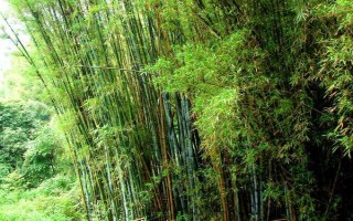 竹子的寓意，象征著自強(qiáng)不息精神的人