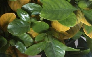 梔子花葉子發(fā)黃怎么辦，找準(zhǔn)原因?qū)ΠY治療