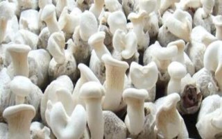新疆阿勒泰地區(qū)的特產(chǎn)，喀納斯蜜瓜被譽(yù)為“阿山一絕”