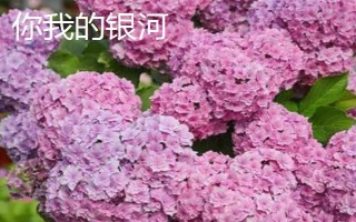 新老枝開(kāi)花的繡球種類(lèi)，常見(jiàn)的有無(wú)盡夏、佳澄等