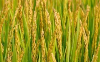 龍粳2305水稻種簡(jiǎn)介，該品種主莖11片葉
