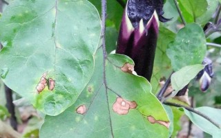 茄子有哪些病蟲害，常見的有褐紋病、疫病、炭疽病等