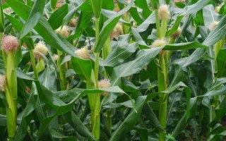 豐禾2001玉米品種的特性，種植密度不宜過(guò)大