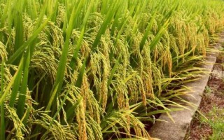 東富301水稻種子特征特性，該品種主莖11片葉