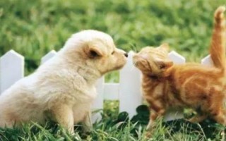 犬貓喉炎的主要表現(xiàn)，以劇烈咳嗽、喉部腫脹等為主要特征