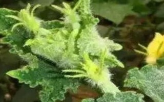 黃瓜打頂后還會(huì)結(jié)瓜嗎，打頂后還會(huì)結(jié)黃瓜