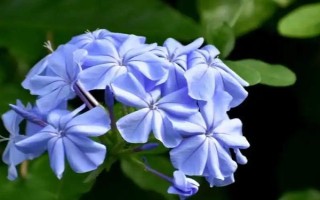 藍(lán)雪花修剪后如何養(yǎng)護(hù)，將其放置光線柔和的通風(fēng)環(huán)境中養(yǎng)護(hù)