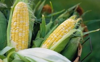 蘭玉1912玉米品種的特性，適宜密度4500株/畝