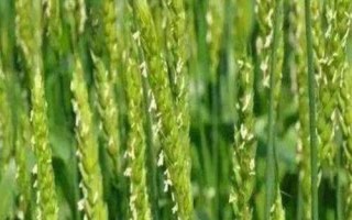 連麥13小麥種子簡(jiǎn)介，基本苗適期播種每畝16萬(wàn)左右
