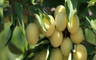 李子樹苗種植技術(shù)，一般在秋季落葉后至春季發(fā)芽前定植